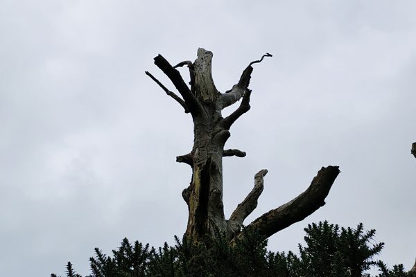 A stark silhouette of a dead tree trunk against a grey sky.