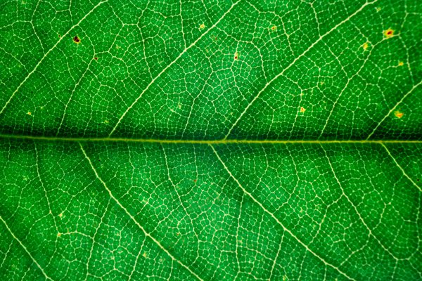 Macro close-up of the cells of a plant leaf.
